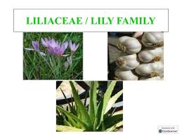 Attēlu rezultāti vaicājumam “Labiatae”