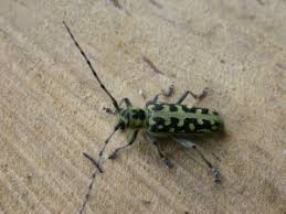 Attēlu rezultāti vaicājumam “Saperda scalaris”