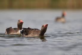 Attēlu rezultāti vaicājumam “Anser anser”