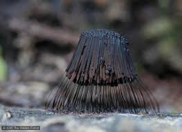 Attēlu rezultāti vaicājumam “Stemonitis axifera spores”