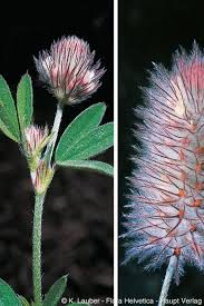 Attēlu rezultāti vaicājumam “Trifolium arvense”