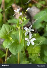 Attēlu rezultāti vaicājumam “Claytonia sibirica”