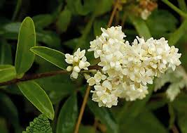 Attēlu rezultāti vaicājumam “Ligustrum vulgare”