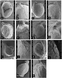 Attēlu rezultāti vaicājumam “Potamogeton perfoliatus fruit”