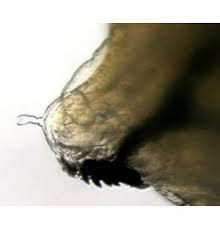 Attēlu rezultāti vaicājumam “Phytomyza ranunculi”