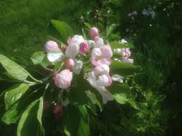 Attēlu rezultāti vaicājumam “Prunus padus var. roseiflora”