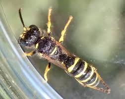 Attēlu rezultāti vaicājumam “Cerceris arenaria”