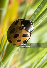 Attēlu rezultāti vaicājumam “Anatis ocellata”