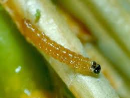 Attēlu rezultāti vaicājumam “Proutia betulina larva”