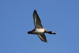 Image result for Aythya marila