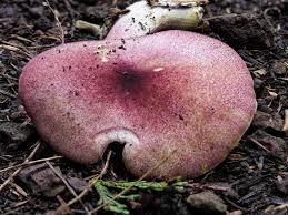 Attēlu rezultāti vaicājumam “Tricholomopsis rutilans”