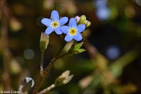 Attēlu rezultāti vaicājumam “Myosotis laxa subsp. baltica leaf”