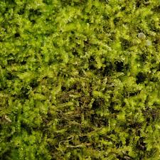 Attēlu rezultāti vaicājumam “Cephalozia bicuspidata”