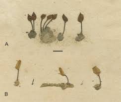 Attēlu rezultāti vaicājumam “Buxbaumia aphylla sporophyte”