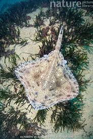 Image result for Raja brachyura