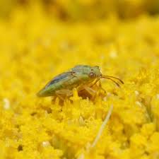 Attēlu rezultāti vaicājumam “Lygaeidae”