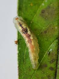 Attēlu rezultāti vaicājumam “Syrphus sp. larva”
