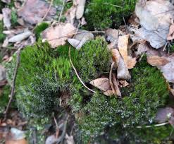 Attēlu rezultāti vaicājumam “Campylopus introflexus”