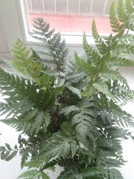 Attēlu rezultāti vaicājumam “Chara polyacantha”