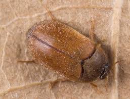 Attēlu rezultāti vaicājumam “Attagenus smirnovi”