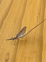 Attēlu rezultāti vaicājumam “Paracorymbia maculicornis imago”