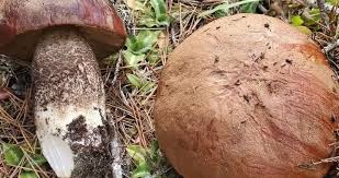 Attēlu rezultāti vaicājumam “Leccinum”