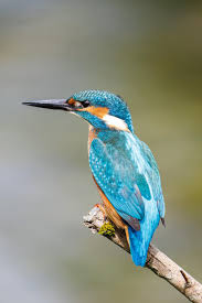 Attēlu rezultāti vaicājumam “Alcedo atthis”