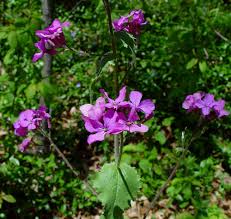 Image result for Lunaria annua