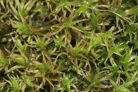 Attēlu rezultāti vaicājumam “Didymodon tophaceus”