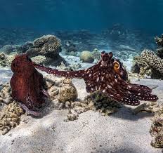 Attēlu rezultāti vaicājumam “Polypogon tentacularius male”