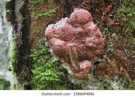 Attēlu rezultāti vaicājumam “Brefeldia maxima plasmodium”