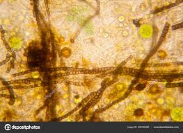 Attēlu rezultāti vaicājumam “Nostoc commune macro”