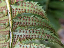 Attēlu rezultāti vaicājumam “Polystichum lonchitis”