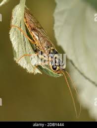 Attēlu rezultāti vaicājumam “Acantholyda posticalis”