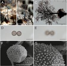 Attēlu rezultāti vaicājumam “Lamproderma arcyrioides stalked”