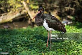 Attēlu rezultāti vaicājumam “Ciconia nigra”