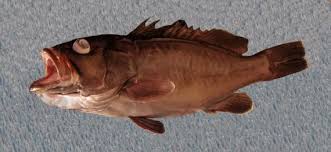 Image result for Hyporthodus niveatus