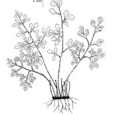 Attēlu rezultāti vaicājumam “Asplenium ruta-muraria”