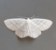 Attēlu rezultāti vaicājumam “Cabera pusaria”