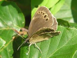 Attēlu rezultāti vaicājumam “Lopinga achine”
