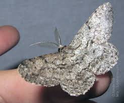 Attēlu rezultāti vaicājumam “Hypomecis roboraria”