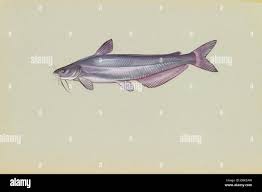 Image result for Ictalurus furcatus