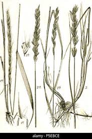 Attēlu rezultāti vaicājumam “Elymus caninus”