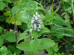 Image result for Nepeta cataria