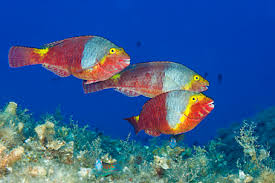 Image result for Sparisoma axillare