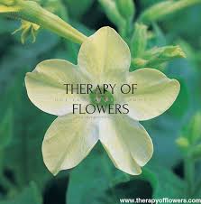 Image result for Nicotiana x sanderae `Perfume`F1