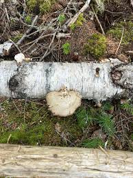Attēlu rezultāti vaicājumam “Lactarius lygniotus”