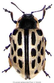 Attēlu rezultāti vaicājumam “Chrysomela vigintipunctata”