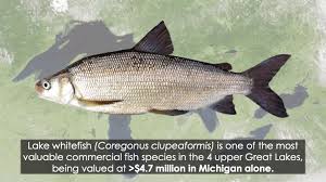 Image result for Coregonus clupeaformis
