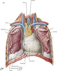 Image result for Thymus